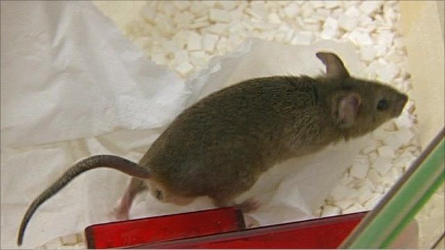 Rat