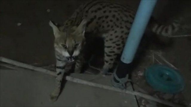 Big cat outside hotel