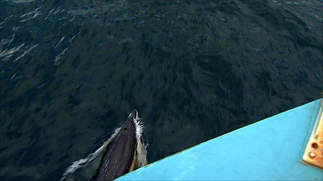 A dolphin surfaces next to a boat