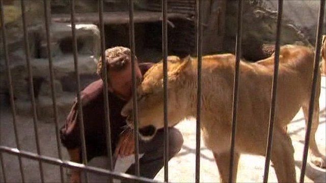 Oleksander Pylyshenko with a lioness Katya in a cage