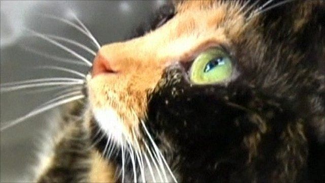 Willow the cat