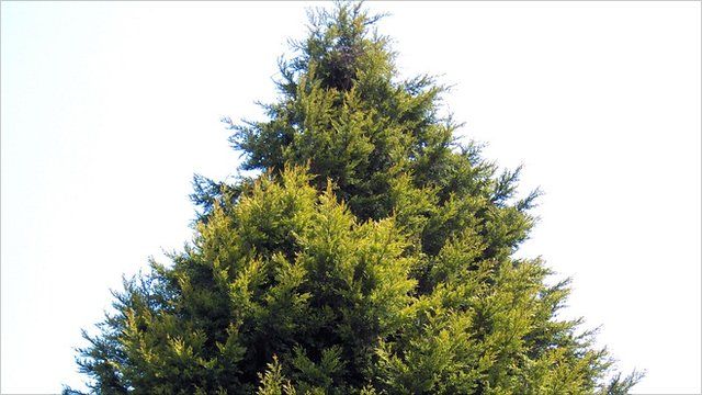 leylandii