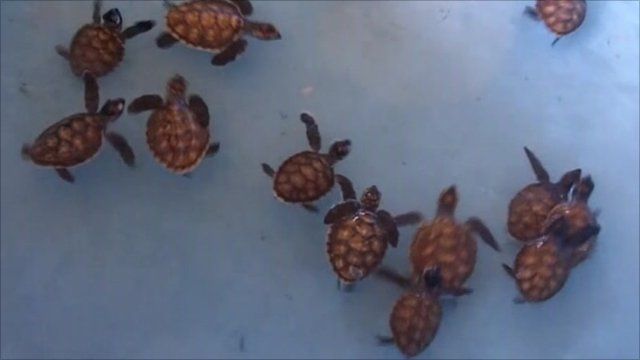 Indonesian park attempts to boost sea turtle population ...