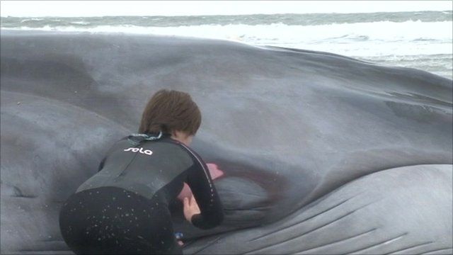 Beached Whale Rescue Abandoned Bbc News
