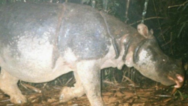 A report says the Javan rhino is now extinct in Vietnam - BBC News