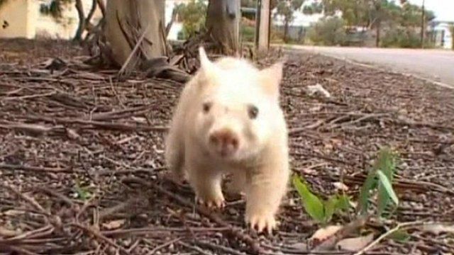 Rare white wombat nursed back to health - BBC News