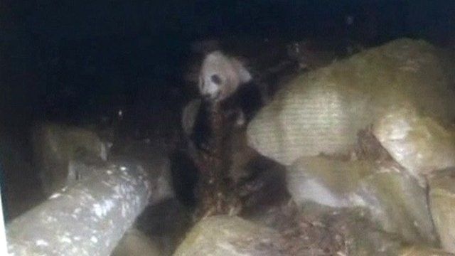 Panda filmed eating meat in China - BBC News