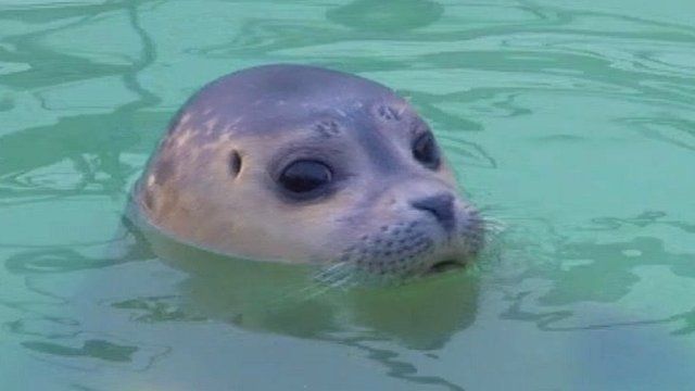 Orphaned baby seals taken to sanctuary after storms - BBC News