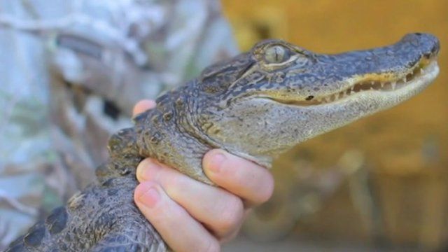 First Person Veteran Alligator Hunter Bbc News 