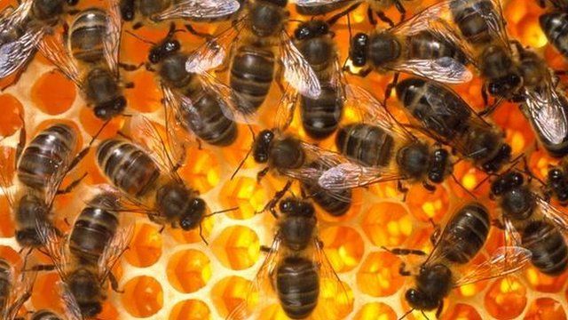 View of honey bees