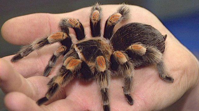 Tarantwla