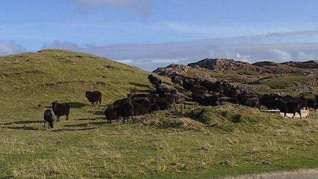 Caoraich air talamh chroitearachd