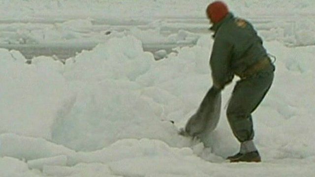 Seal hunter