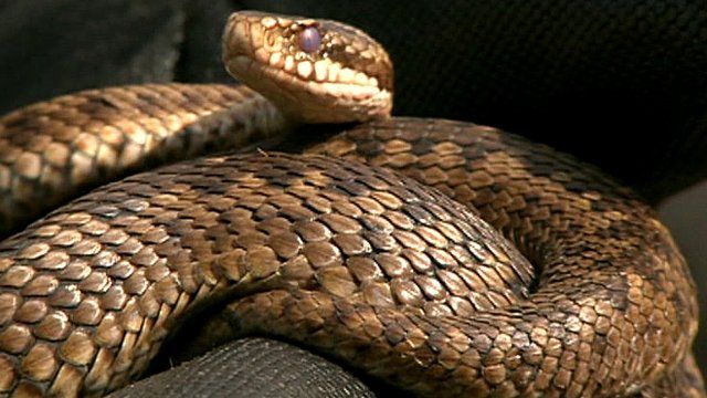 Adder