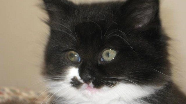 Kitten