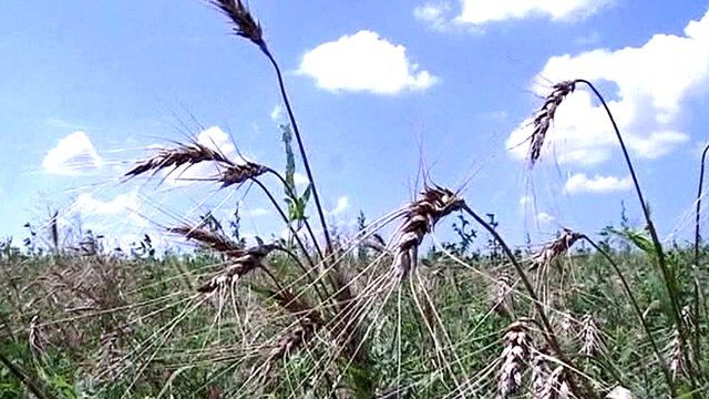 Crop field