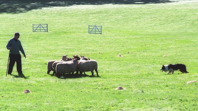 Treialon Cŵn Defaid (cyffredinol)