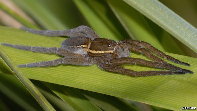 Fen raft spider