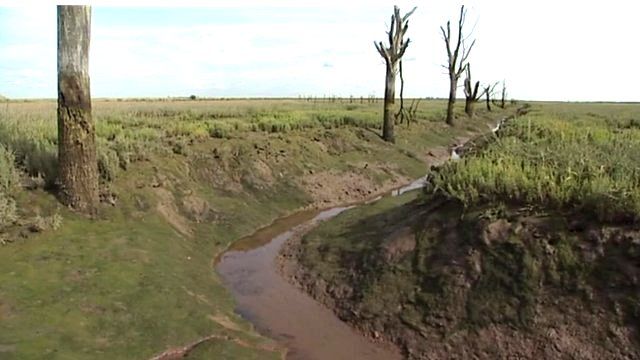 Man-made salt marsh at Tollesbury in Essex