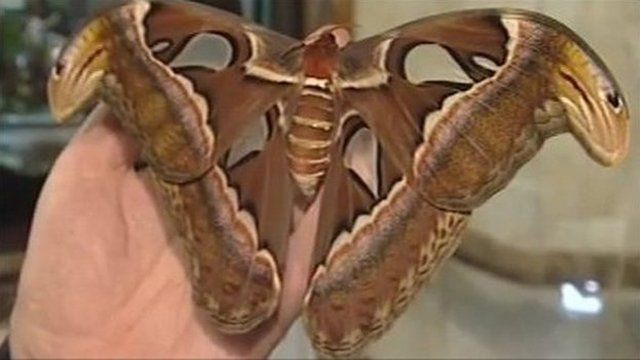 Giant Atlas Moth From The Philippines Found In Uk - Cbbc Newsround