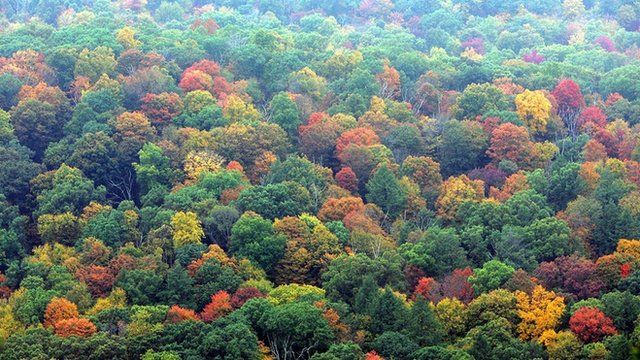 Trees in autumn