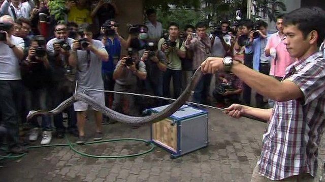 A man displays one of the seized snakes