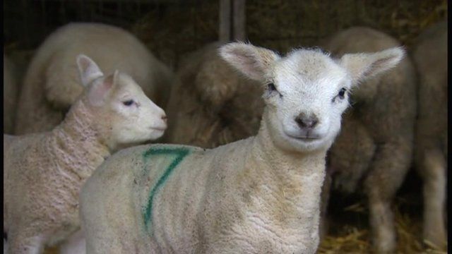 Lambs