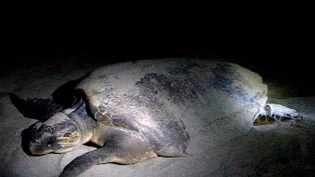 Turtle