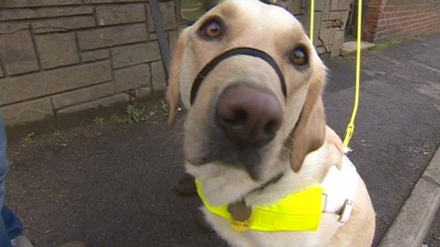 worry-over-guide-dog-waiting-times-bbc-news