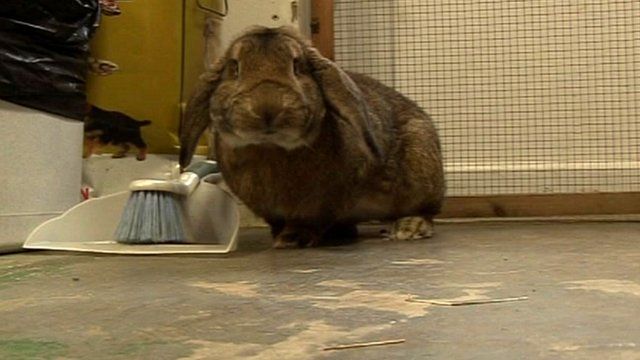 The RSPCA shelter has taken in dozens of rabbits and guinea pigs