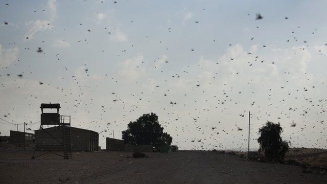 A swarm of locusts in the Negev Desert near the Egyptian border on 6 March 2013