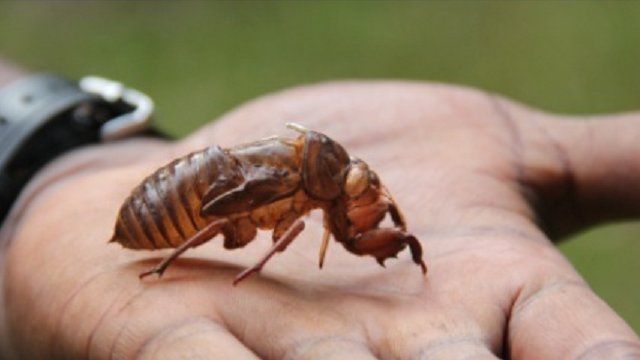 New species found in Papua New Guinea - BBC News