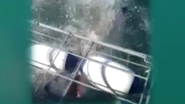 Shark inside a shark cage