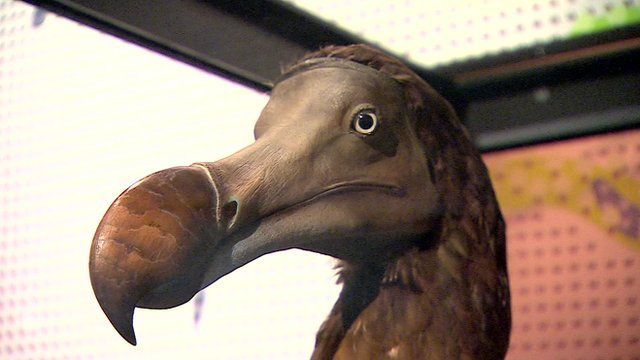 A stuffed dodo in the Natural History Museum