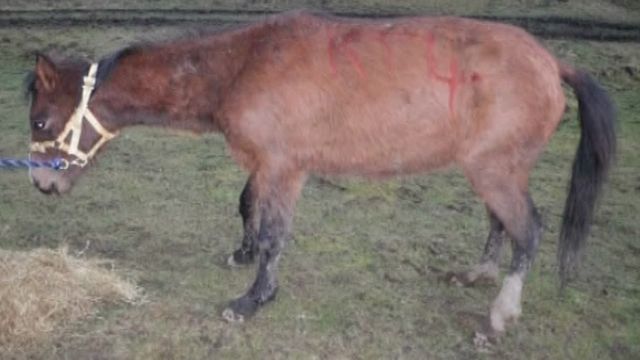 Horse