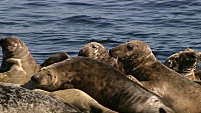 Grey seals