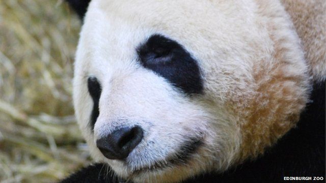 Tian Tian