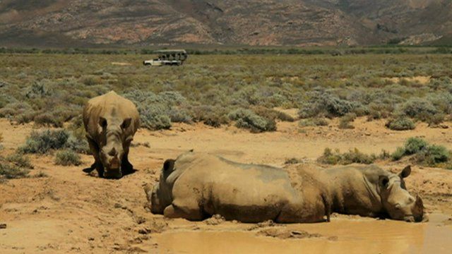 Some rhinos in South Africa with a safari vehicle in the background