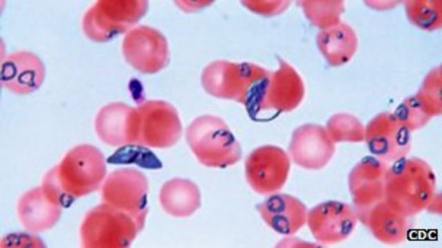 Malaria parasite lures mosquito to human odour