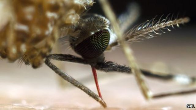 Malaria hope: Bacteria that make mosquitoes resistant