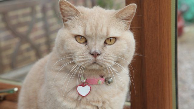 Rosie the cat