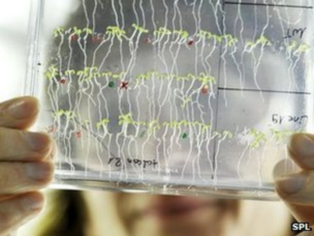 Plants 'do maths' to control overnight food supplies
