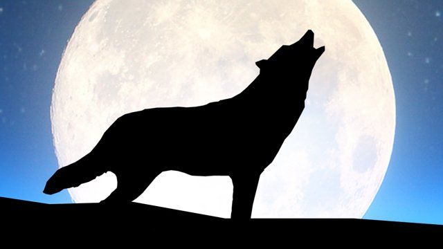 An image of an howling wolf