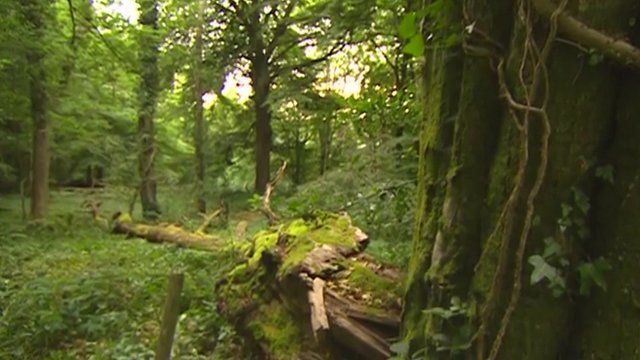 A study published in the Journal Functional Ecology found restricted growth of trees in the Wye Valley