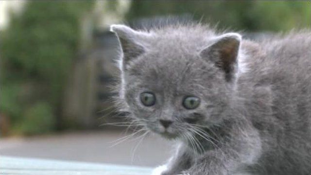 Record number of cats  abandoned  at Keighley charity BBC News