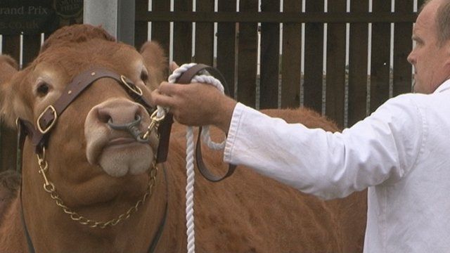 Tarbh Limousin