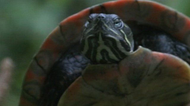 Terrapin