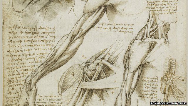 Leonardo Da Vinci's body studies 'beautifully accurate' - BBC News