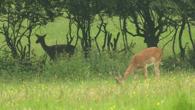 London deer population 'exploding' - BBC News