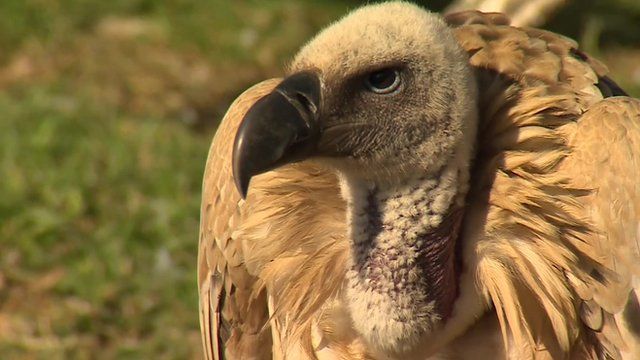 Vulture